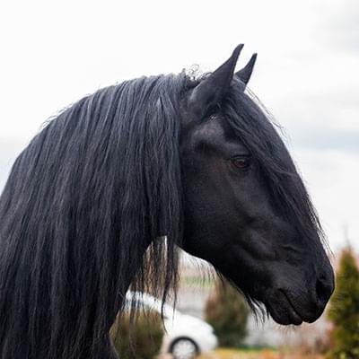 Zdjęcie dużego czarnego konia na tle drzew